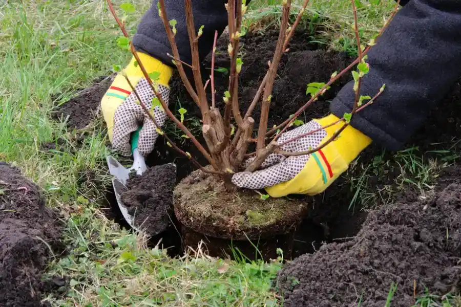 Bush Planting