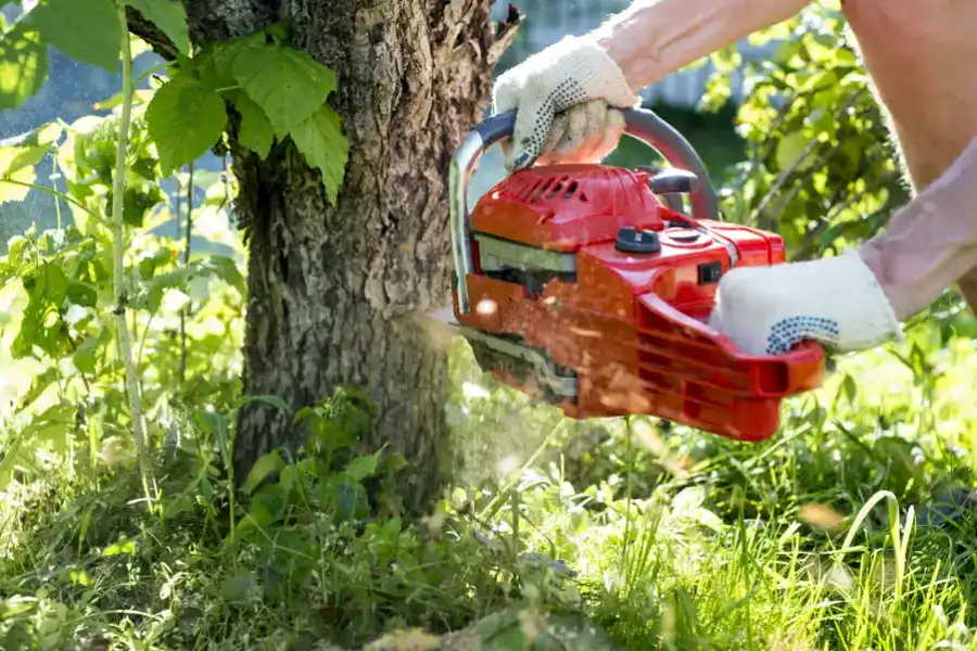 Medium-Size Tree Removal